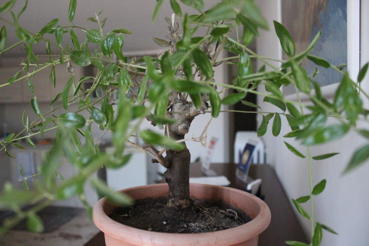 B&B A Casa Di Paola Lecce Zewnętrze zdjęcie